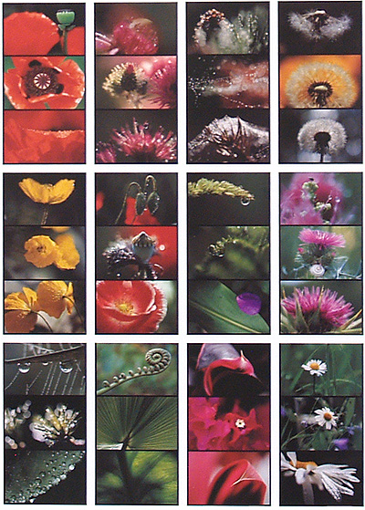 Календарь 2010 (на спирали) Nature/Природа Издательство: Spektrum Grafik, 2009 г Мягкая обложка, 12 стр Цветные иллюстрации инфо 6083k.